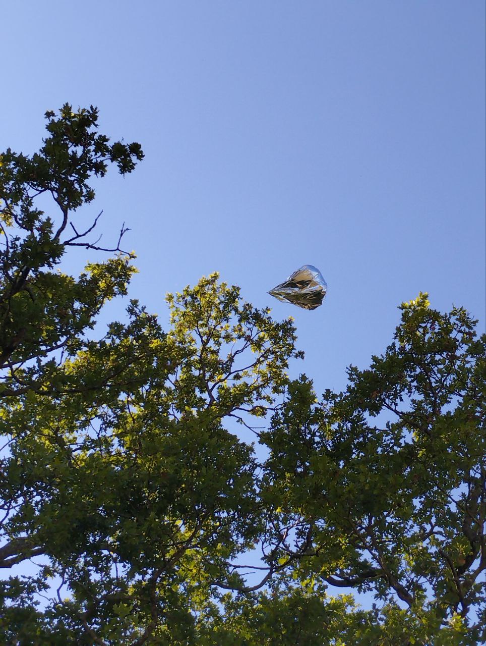Balloon in tree